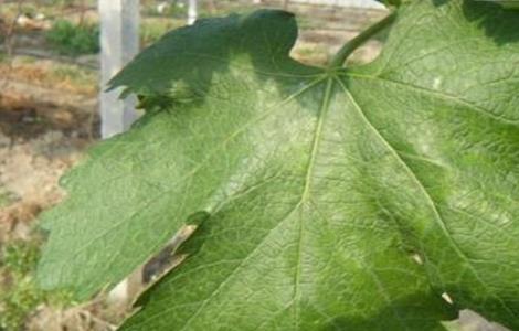 葡萄缺素症状及解决方法（葡萄缺素症状及解决方法）