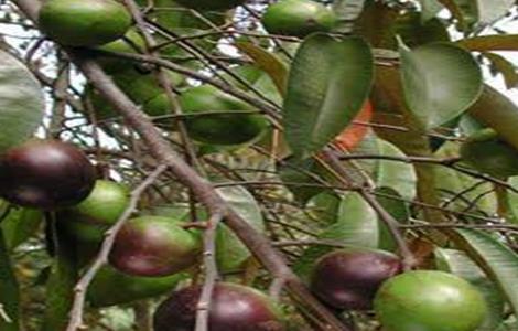 牛奶果怎么种 牛奶果怎么种出来的