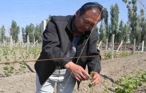 葡萄抹芽技术 葡萄抹芽技术要点视频