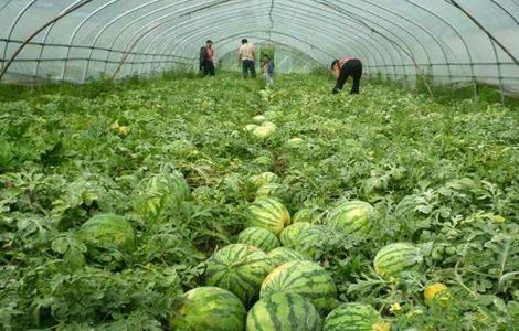 大棚西瓜种植技术 大棚西瓜种植技术和管理