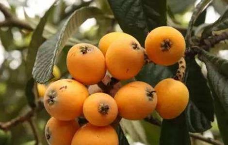 枇杷采摘后管理要点 枇杷采摘后管理要点和措施