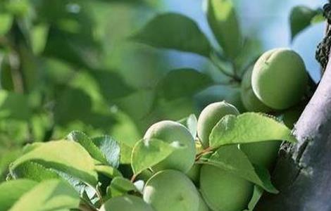 杏树花果期管理要点 杏树的花期管理