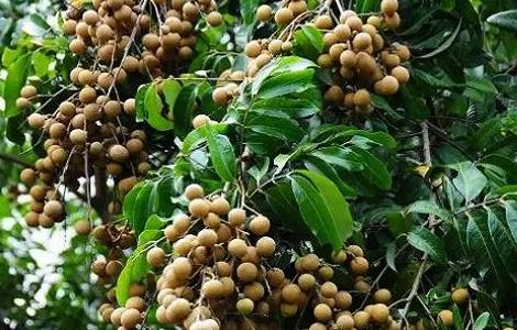 龙眼怎么种产量高（龙眼怎么种产量高一些）