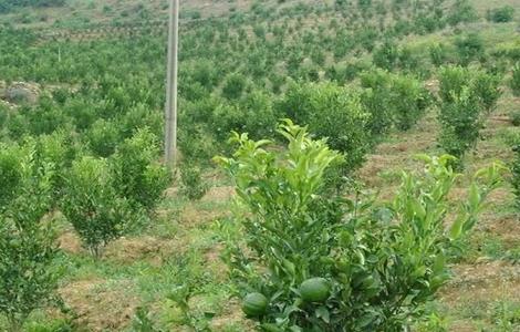 柑橘施肥注意事项 柑橘园施肥的原则