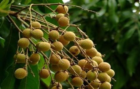 龙眼不结果怎么办（龙眼开花不结果怎么办）