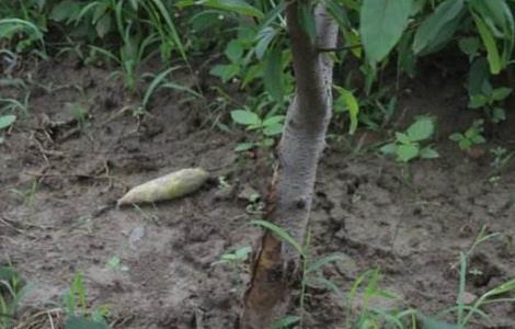 桃树黄化枯死原因 桃树树叶发黄枯萎