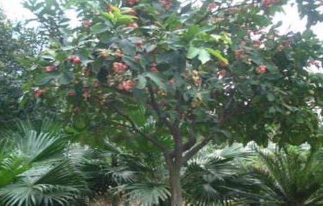 莲雾的施肥技术（莲雾专用肥）