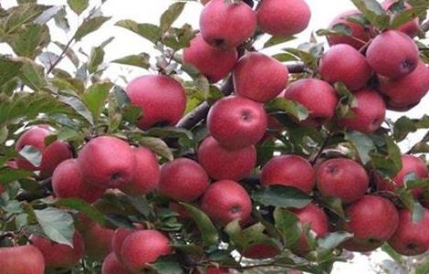 如何提高苹果的座果率（怎样提高座果率）