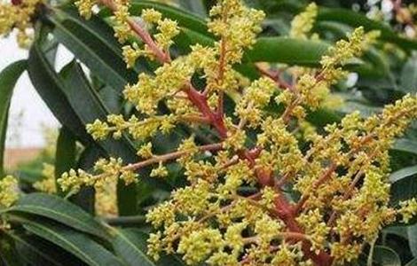 芒果过早开花的预防措施 芒果开花过早怎么办