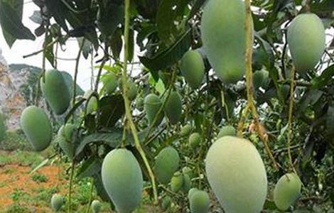 芒果低产的原因 芒果低产的原因分析