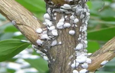 芒果蚧壳虫的防治方法 芒果蚧壳虫的防治方法有哪些