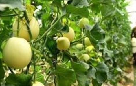 哈密瓜的施肥技术（哈密瓜怎么施肥）