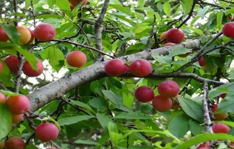 怎样提高李子坐果率（怎样提高李子坐果率的方法）