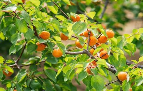 杏树修剪时间与方法（杏树秋季修剪时间和方法）