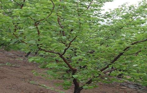 枣树修剪要点(枣树修剪要点是什么)