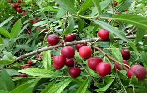 欧李的种植技术（欧李的种植技术和管理）