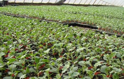 西瓜播种育苗技术 西瓜播种育苗技术要点