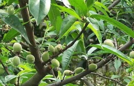 水蜜桃栽培技术（水蜜桃栽培技术的小科普）