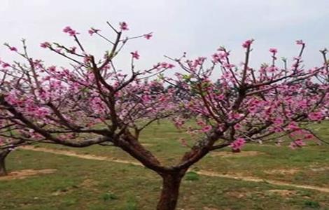 桃树疏花疏果技术（桃树疏花疏果技术要点）