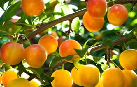 李子种植的注意事项 栽种李子树的注意事项