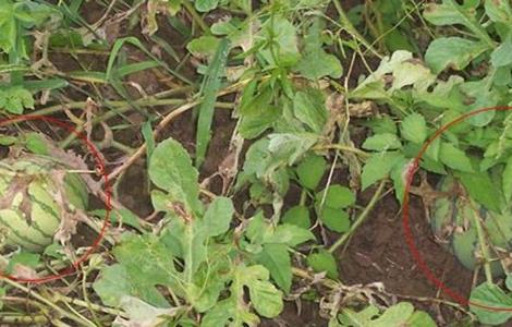 西瓜早衰原因及防治措施 西瓜早衰原因及防治措施视频