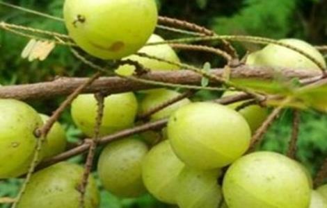 余甘果怎么种 余甘果的栽培技术