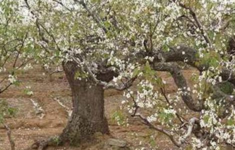 梨树只开花不结果是什么原因（梨树只开花不结果是什么原因造成的）