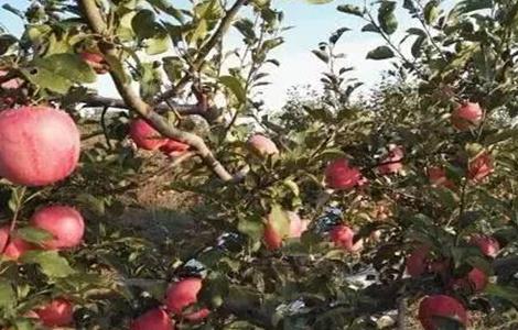 5月苹果管理技术要点 苹果5月份管理技术