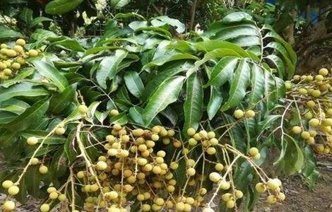 龙眼种植管理技术（龙眼种植管理技术与管理）