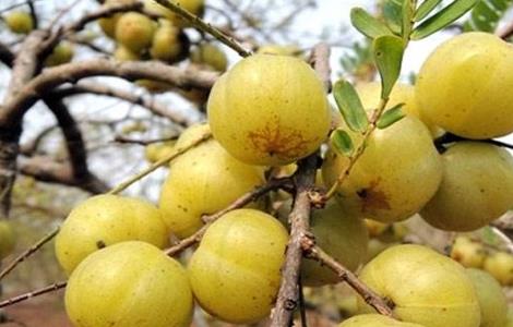 余甘果种植技术（余甘果种植技术视频）