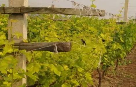 葡萄叶片发黄该怎么办(葡萄叶子边发黄是怎么回事)