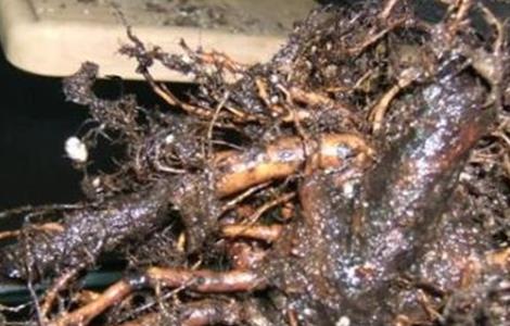 怎样防治无花果根腐病（无花果根腐烂怎么办）