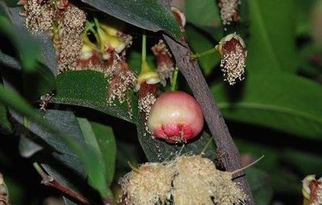 如何促进莲雾花芽分化 如何促进莲雾花芽分化