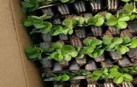 盆栽草莓的种植管理技术 盆栽草莓的种植管理技术与管理