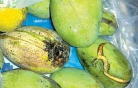 芒果裂果原因及防治措施 芒果裂果原因及防治措施视频