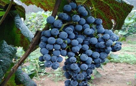山葡萄栽植需要注意什么（山葡萄栽植需要注意什么事项）