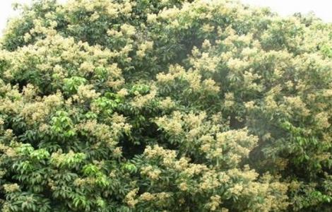 荔枝开花不结果怎么办（荔枝只开花不结果怎么办）