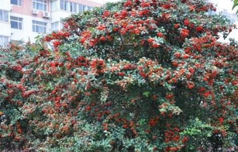 沙棘果种植技术(沙棘果种植技术要点)