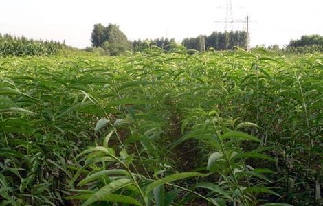 桃子施肥技术(桃子施肥技术与管理)