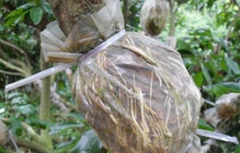 荔枝高压繁殖技术（荔枝高压繁殖技术视频罗汉松）