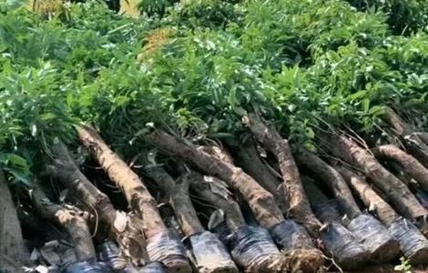 荔枝 高压繁殖 繁殖技术