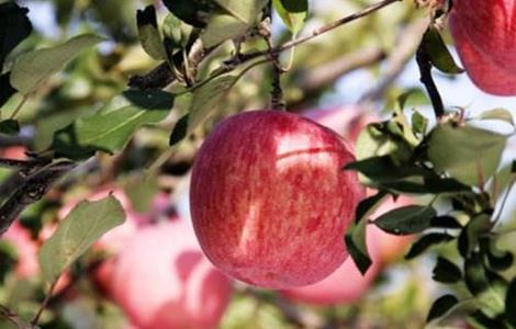 苹果的采收与储存 苹果的采收与储存是什么