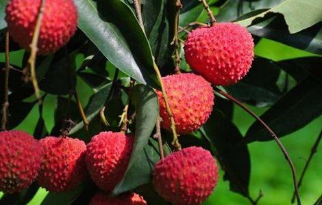 荔枝施肥时期以及方法 荔枝施肥时期以及方法有哪些