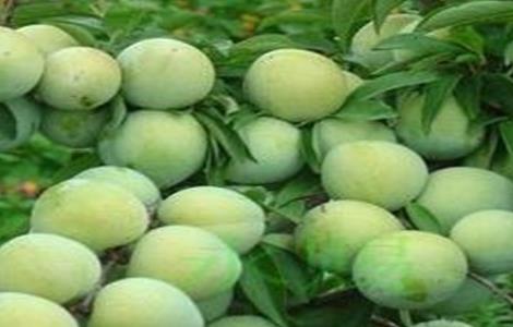 李子的高产栽培技术（李子高产栽培管理技术）