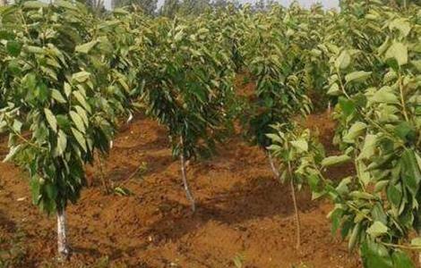 樱桃的施肥技术 樱桃的施肥管理技术