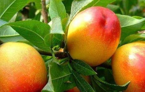 油桃夏季管理技术 油桃秋季管理技术