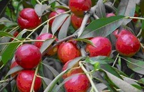 油桃夏季管理技术