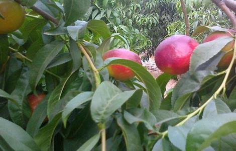油桃夏季管理技术