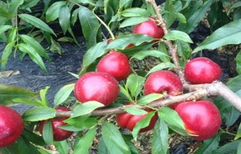 油桃夏季管理技术