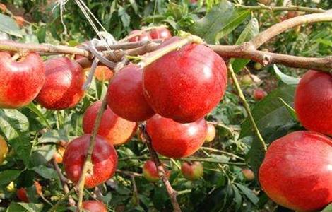 油桃夏季管理技术